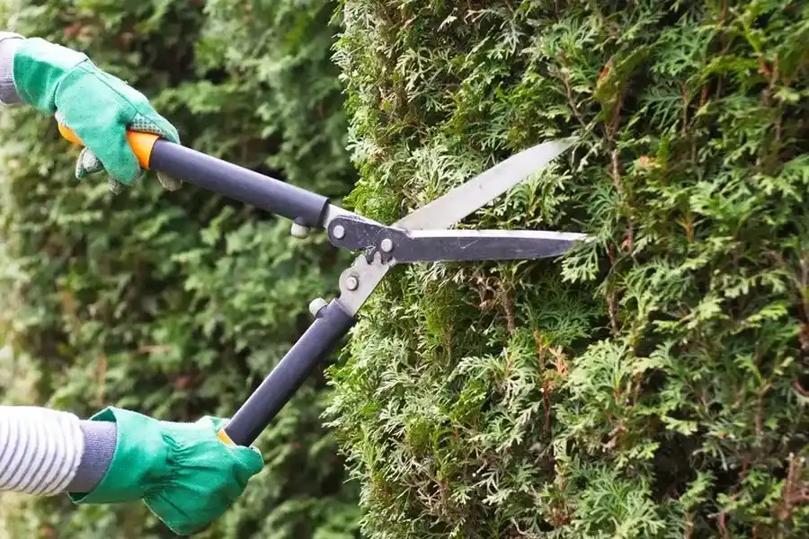 How Bush Trimming Enhances Sunlight Exposure For Plants Bellingham, WA How Bush Trimming Enhances Sunlight Exposure For Plants Bellingham, WA