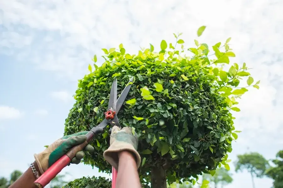 Should You Hire A Professional For Bush Trimming Services in Bellingham, WA Should You Hire A Professional For Bush Trimming Services in Bellingham, WA