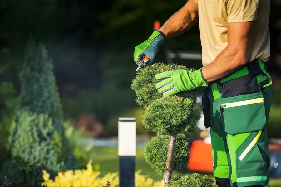 Top-rated Bush Trimming Bellingham, WA Top-rated Bush Trimming Bellingham, WA